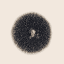 Mould (Alternaria alternata)