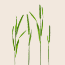 Timothy grass