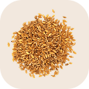 Durum wheat