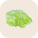 Iceberg lettuce