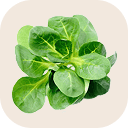 Lambs lettuce (corn salad)