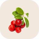 Lingonberry