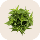 Nettle
