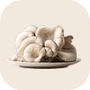 Oyster mushroom