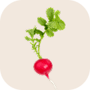 Radish (red and white)