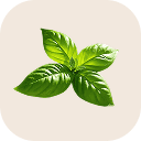 Sweet basil